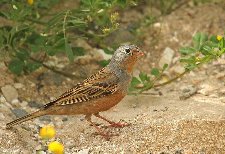  Cretzschmar's Bunting  Emberiza caesia ,Wadi Meitzar,Golan Israel 01-04-11 Lior Kislev            